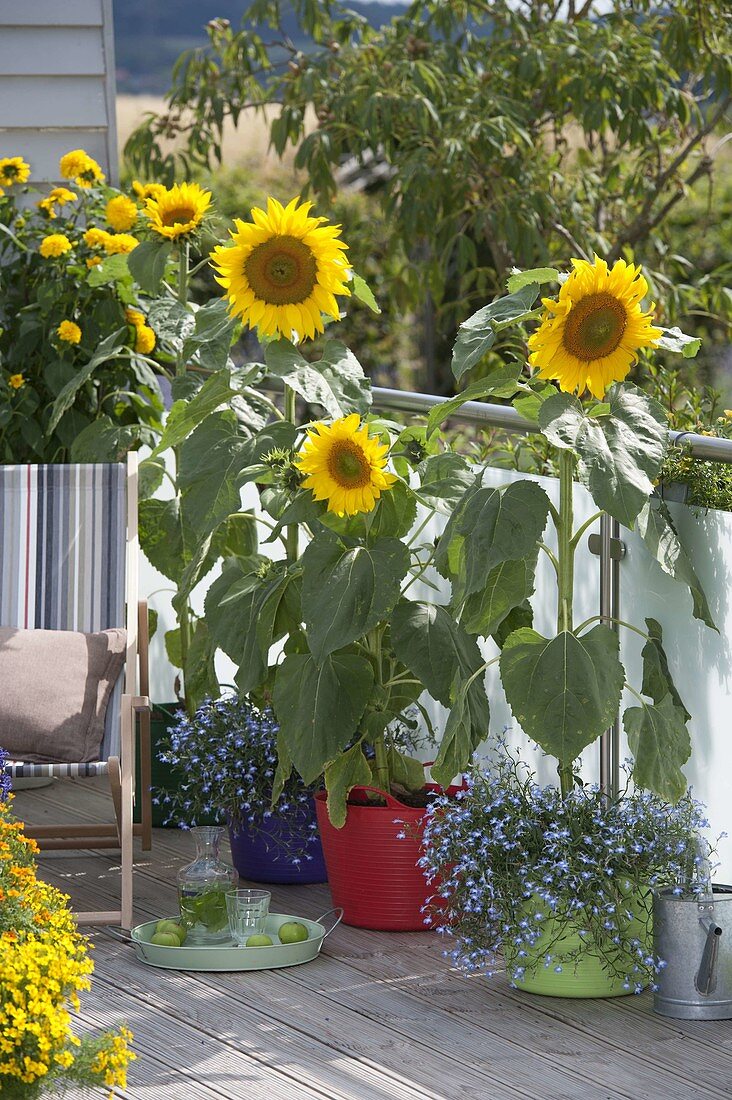 Helianthus (sunflowers) in colourful plastic vats