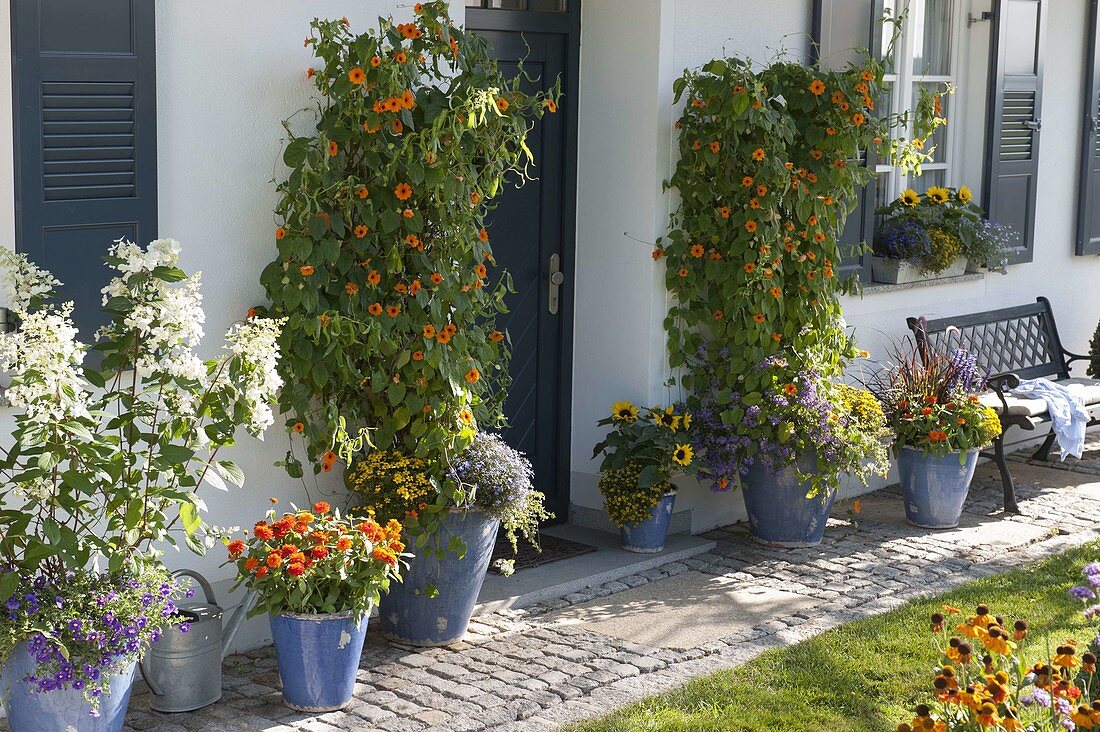 Thunbergia (Schwarzäugige Susanne) mit Weide als Rankhilfe