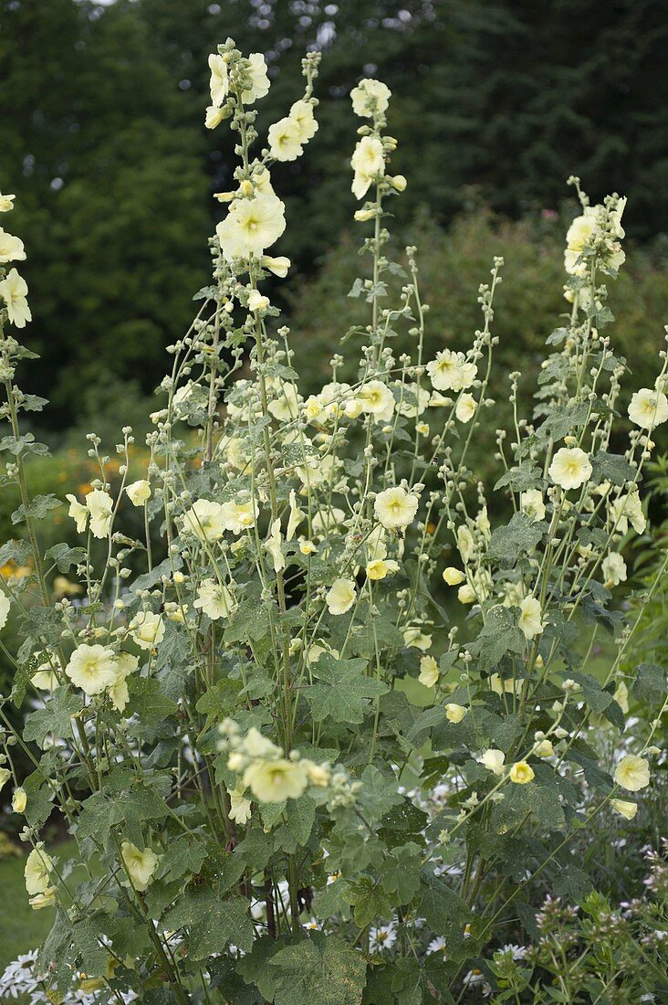 Alcea rugosa (Yellow hollyhock, Russian hollyhock)