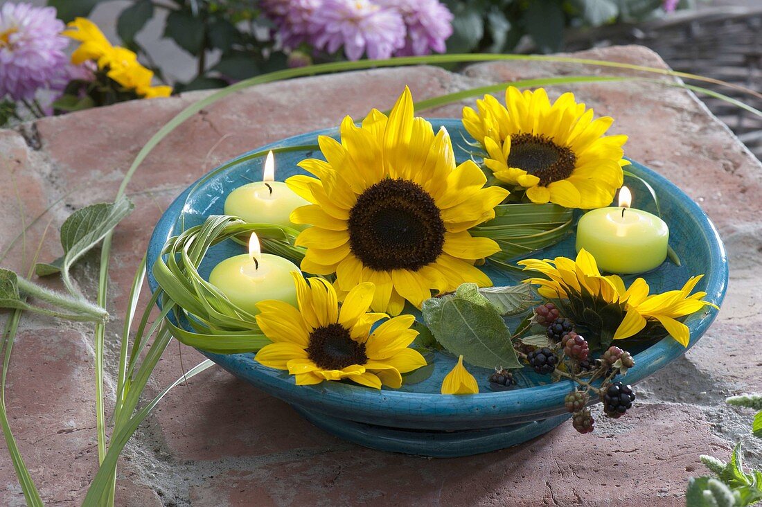 Blüten von Helianthus (Sonnenblumen)mit Spartina (Goldleistengras)