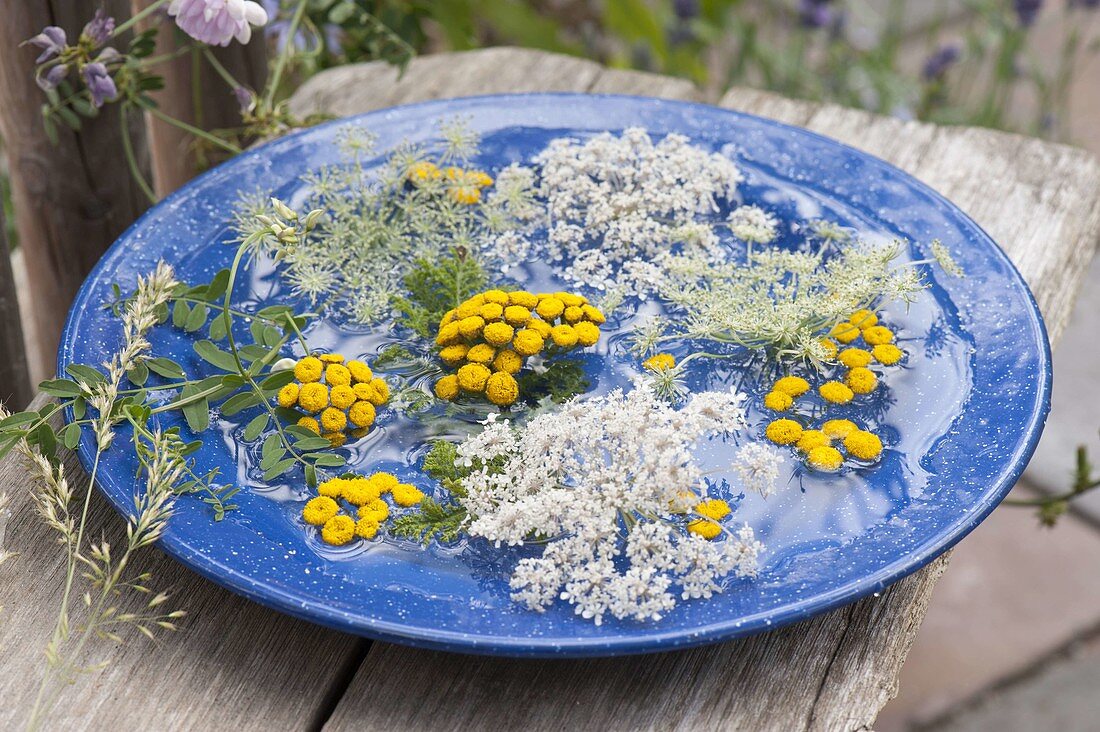 Flowers from the wayside in the water: Tanacetum vulgare (tansy)