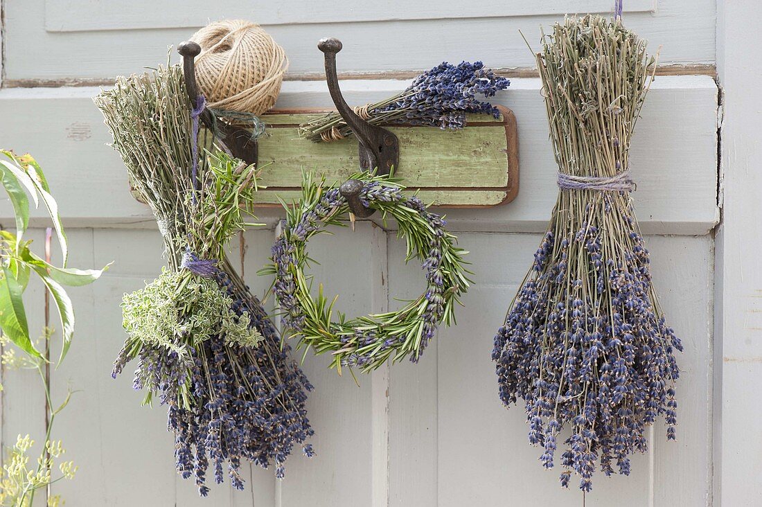 Bouquets of lavender (Lavandula), rosemary (Rosmarinus)