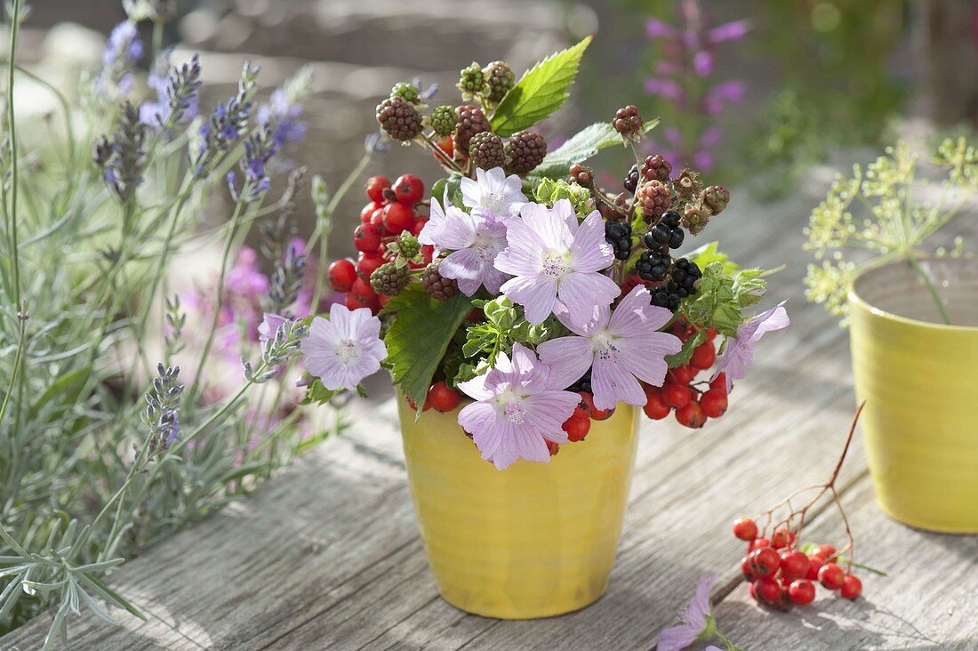 Small late summer bouquet: Malva (mallow), blackberries (Rubus)
