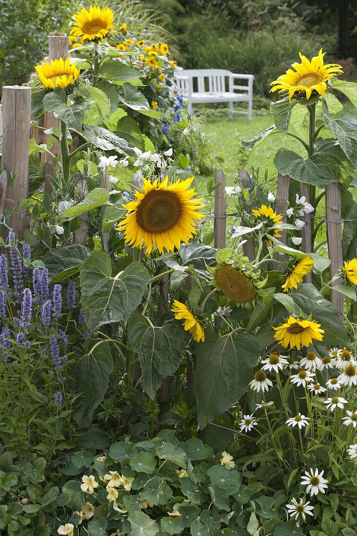 Helianthus 'Quartz' (sunflower) by the fence, Agastache 'Blue Fortune'.