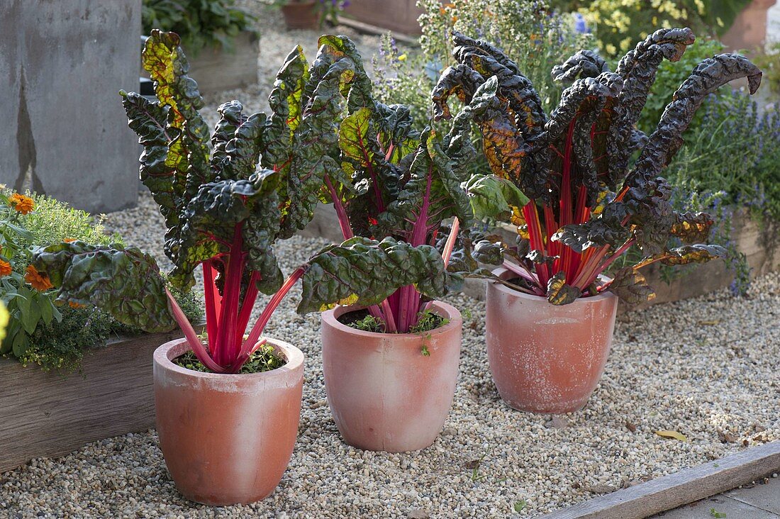 Red chard (Beta vulgaris) in terracotta pots