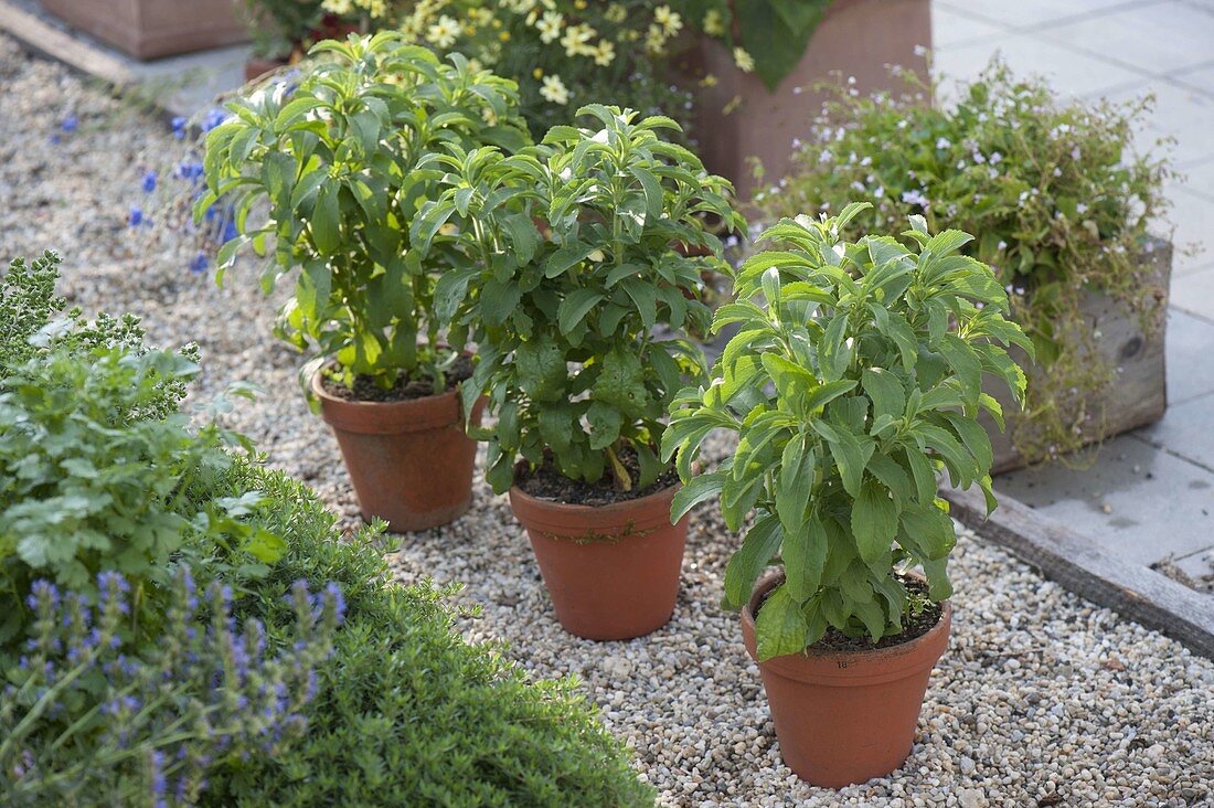 Stevia rebaudiana (Süsskraut, Honigkraut) in Tontöpfen auf Kiesweg