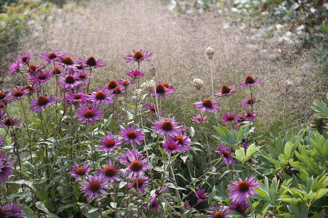 Echinacea purpurea 'Rubinstern' (Roter Sonnenhut)