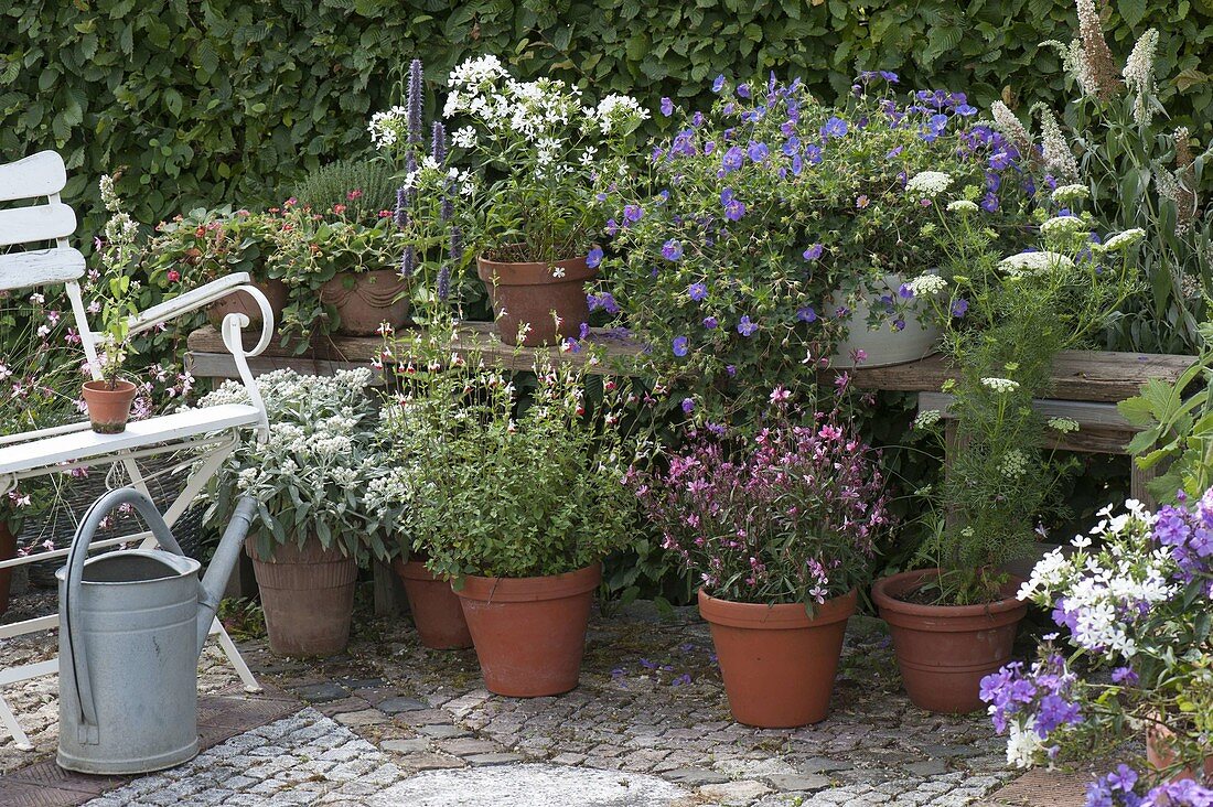 Plant bank with perennials and herbs in pots