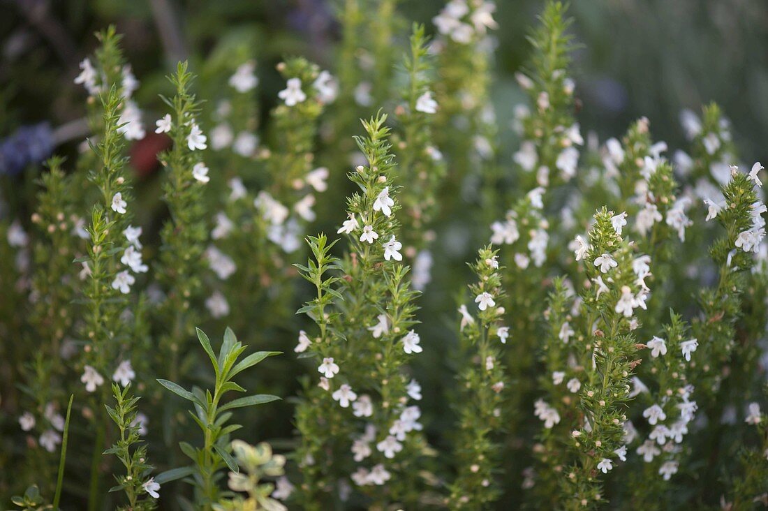 Bohnenkraut (Satureja hortensis)