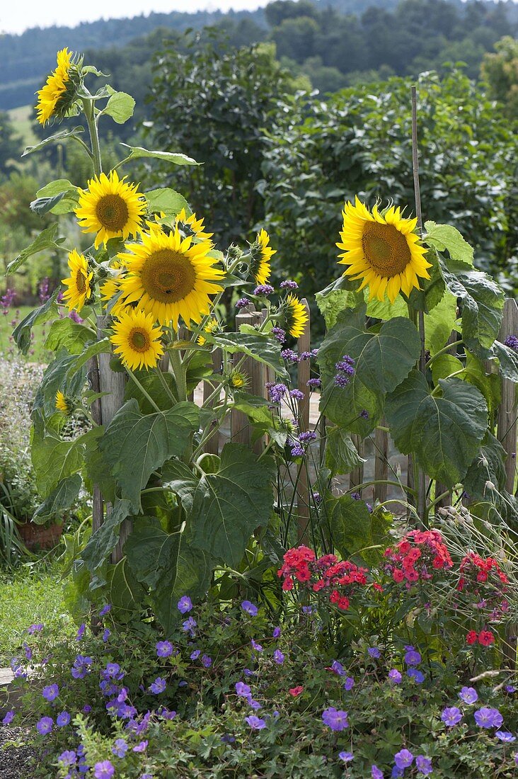 Helianthus 'Quartz' (Sunflowers)