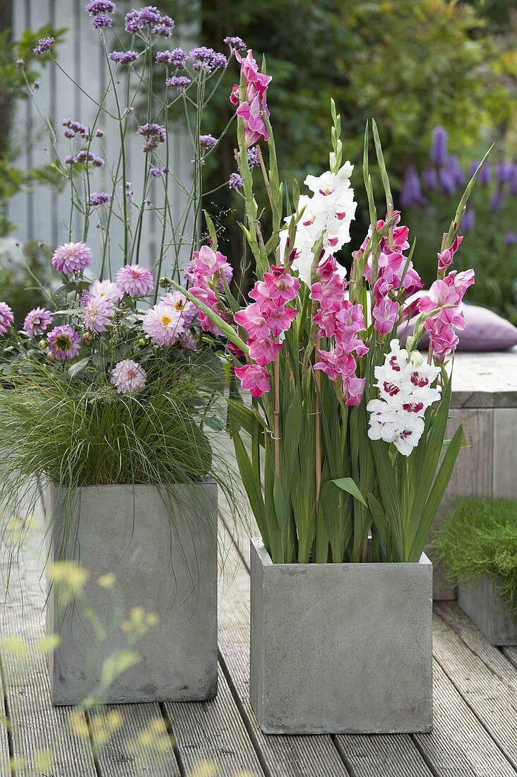 Putting gladiolus bulbs in tubs in spring