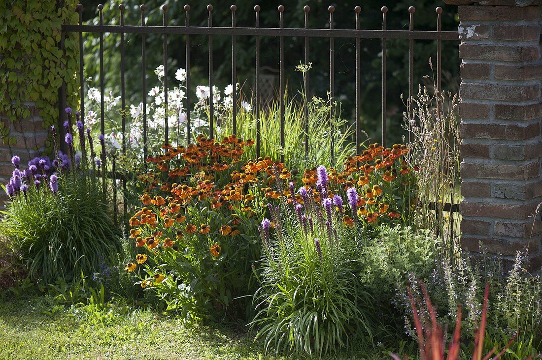 Helenium 'Sahin's Early Flower' (sunflower) and Liatris (orchid)