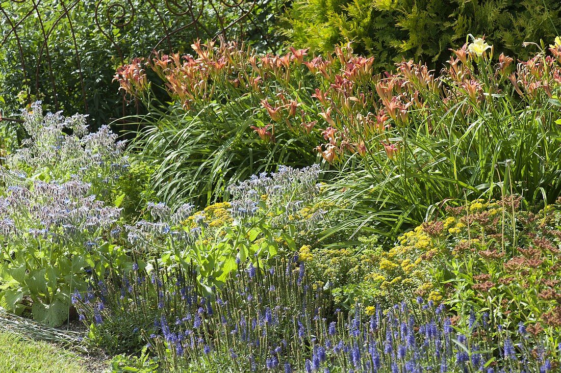 Hemerocallis Hybride 'Pink Damask' (Taglilie), Borretsch (Borago)