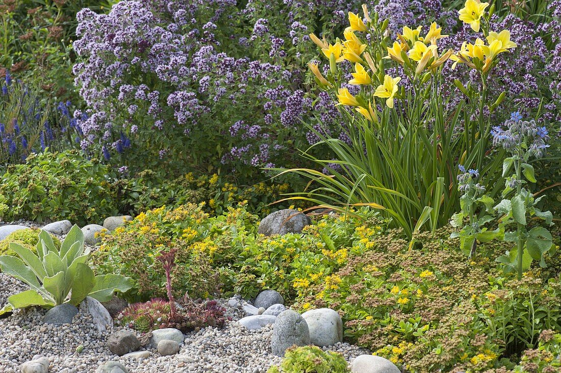 Pebble bed with Sedum floriferum 'Weihenstephaner Gold'