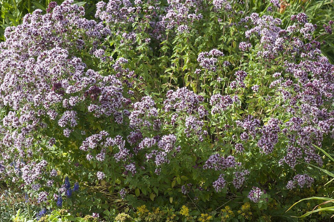 Flowering oregano (Origanum vulgare)