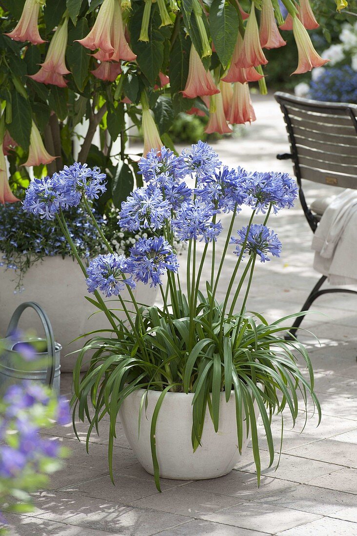 Agapanthus africanus (Afrikanische Schmucklilie) im weissen Kübel