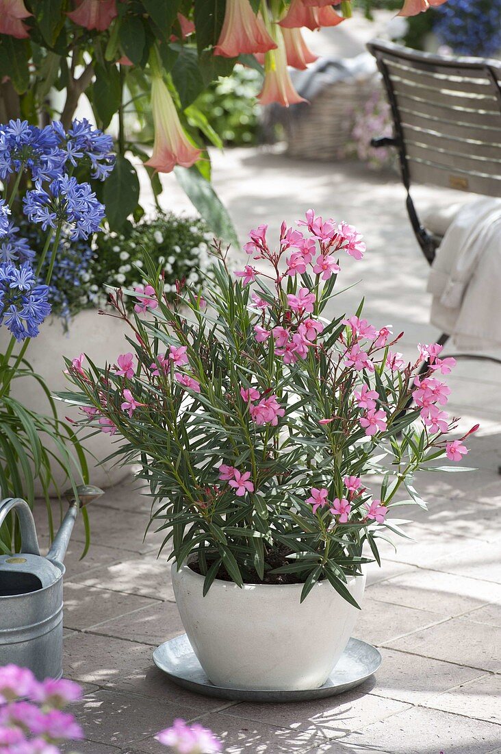 Nerium oleander (oleander) in a white pot