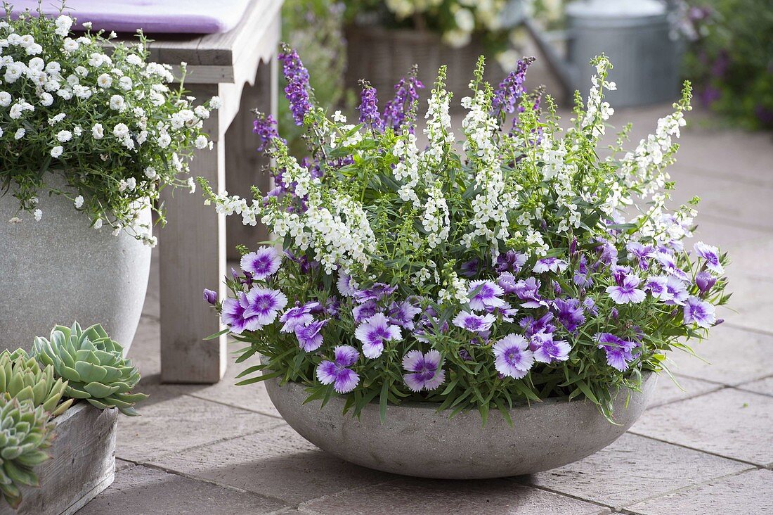 Grey bowl with Dianthus chinensis Diana 'Lavender Picotee'