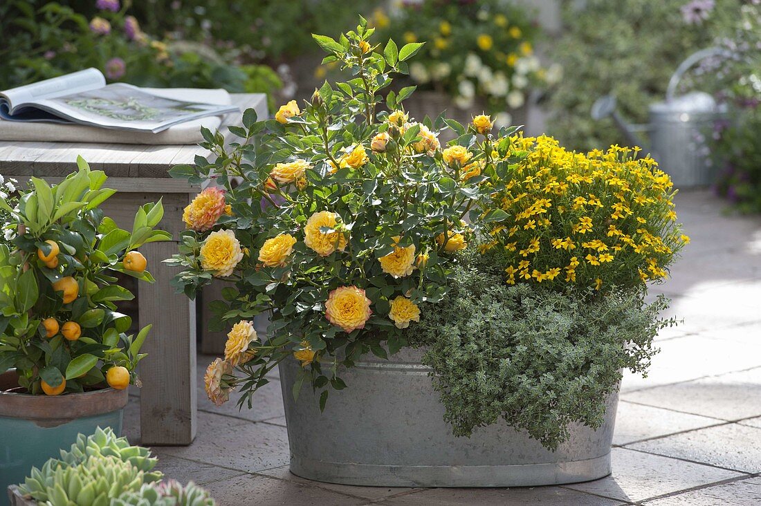 Pink 'Yellow Pagoda' by Poulsen, Tagetes tenuifolia