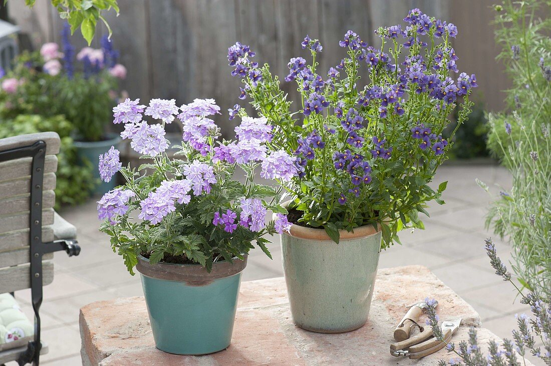 Verbena 'Lavender Star' (Vervain) and Nemesia Karoo 'Dark Blue'.