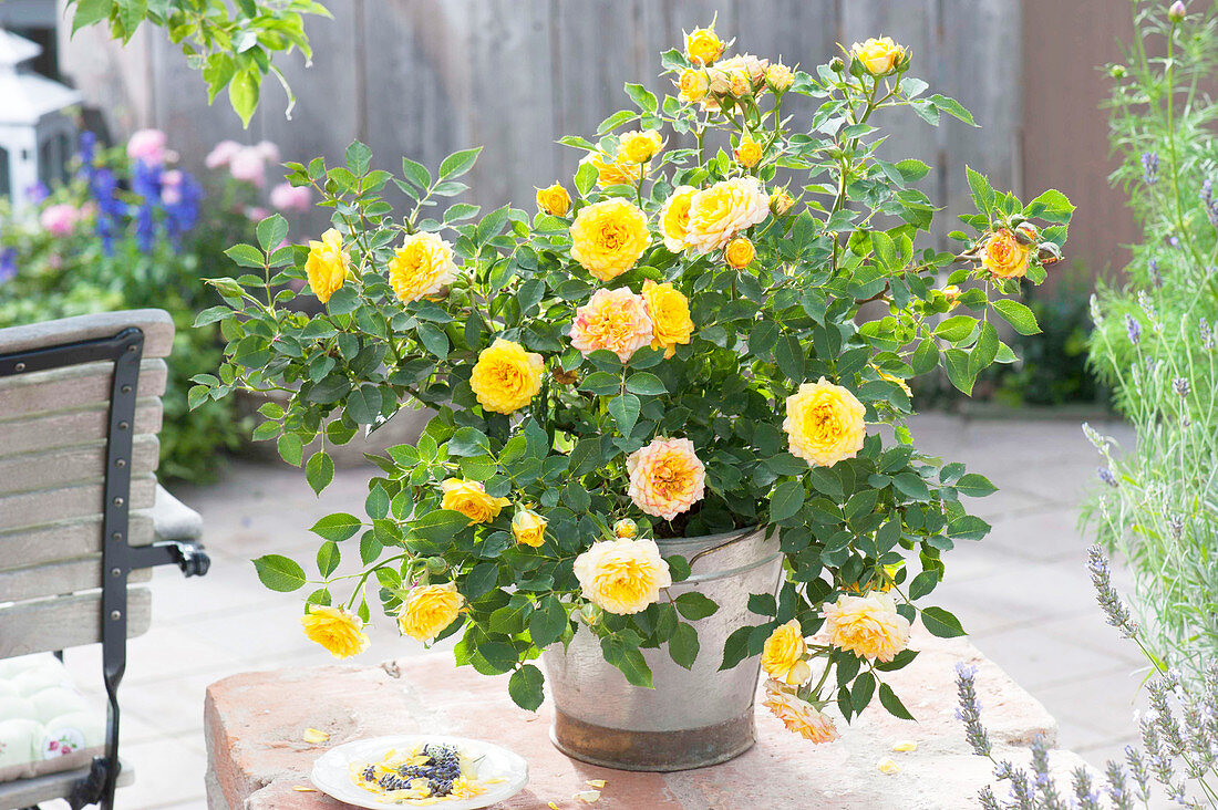 Rosa 'Yellow Pagode' (Zwergrose) von Poulsen