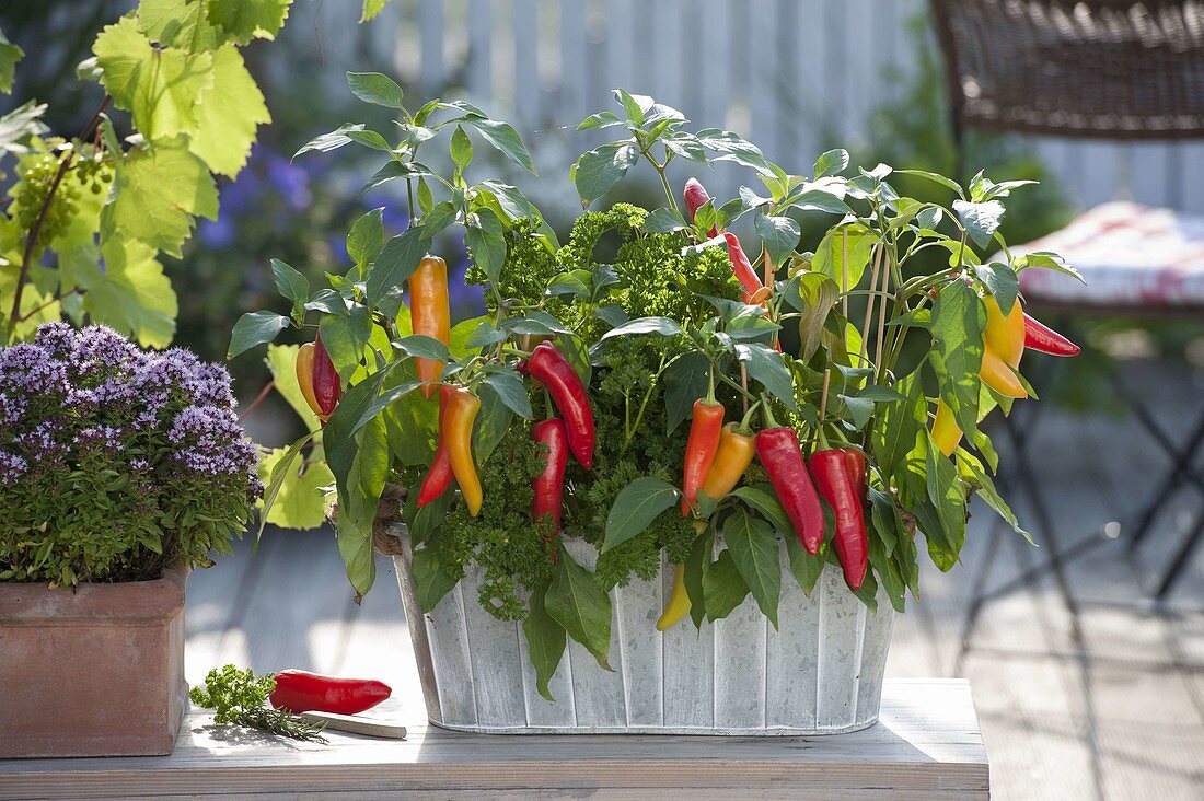 Boxes with snack paprika 'Luigi f1', parsley 'moss ruffle'