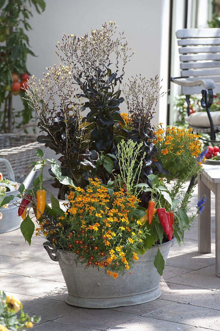 Zinkwanne mit Tagetes tenuifolia (Studentenblumen), Snack-Paprika 'Luigi'