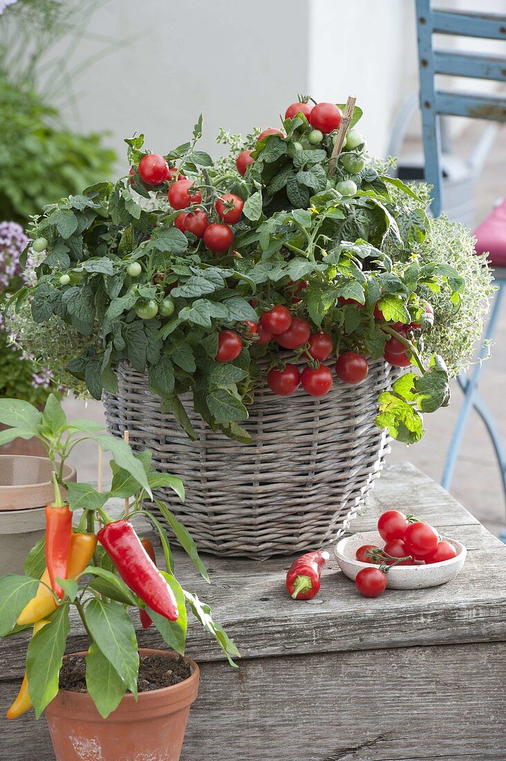 Basket with bush tomato 'Balkonstar', snack paprika 'Luigi f1'