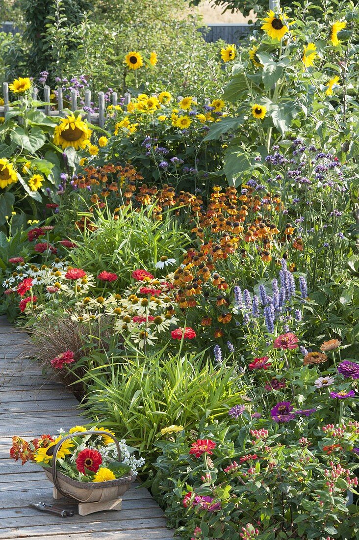 Colorful summer bed with Helianthus, Helenium