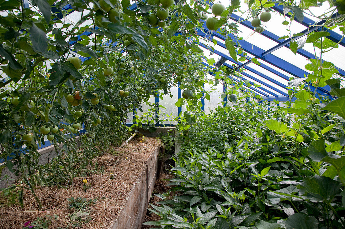 Gewächshaus mit Tomaten (Lycopersicum) gemulcht mit Stroh, Melonen (Cucumis) und Pepino, Melonenbirne (Solanum muricatum)
