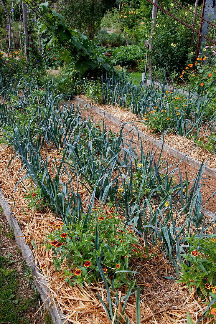 Mit Stroh gemulchte Gemuesebeete bepflanzt mit Porree, Lauch (Allium porrum) und Zinnia 'Sombrero' (Zinnien), Beeteinfassung aus Brettern