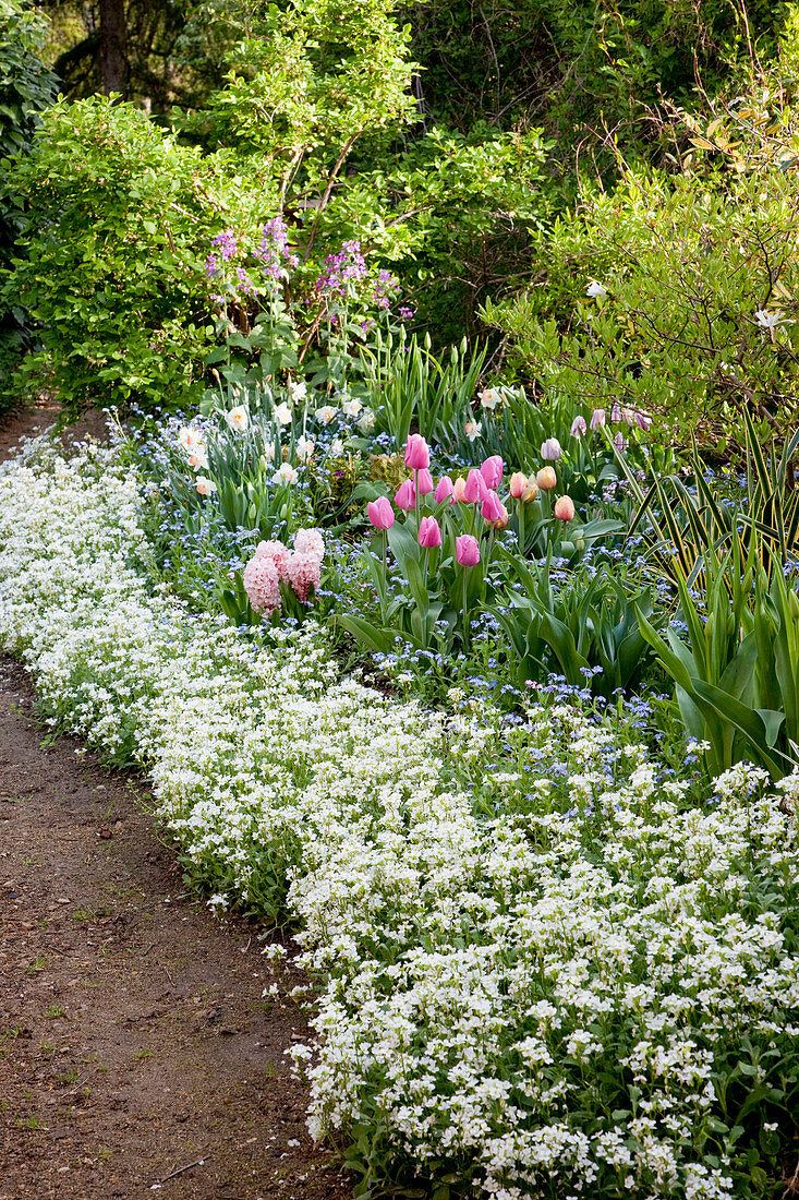 Spring border with tulipa, arabis, myosotis, hyacinthus and narcissus