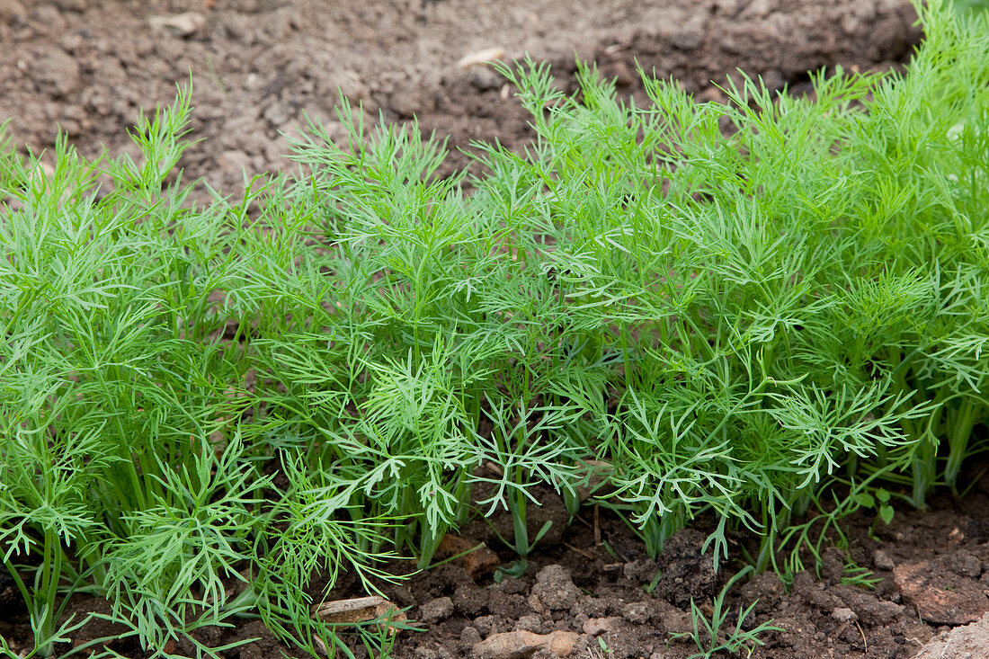 Young dill plants (Anethum graveolens) in row