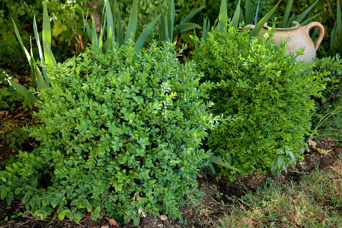 Buxus sempervirens (boxwood balls) with fresh shoots in May