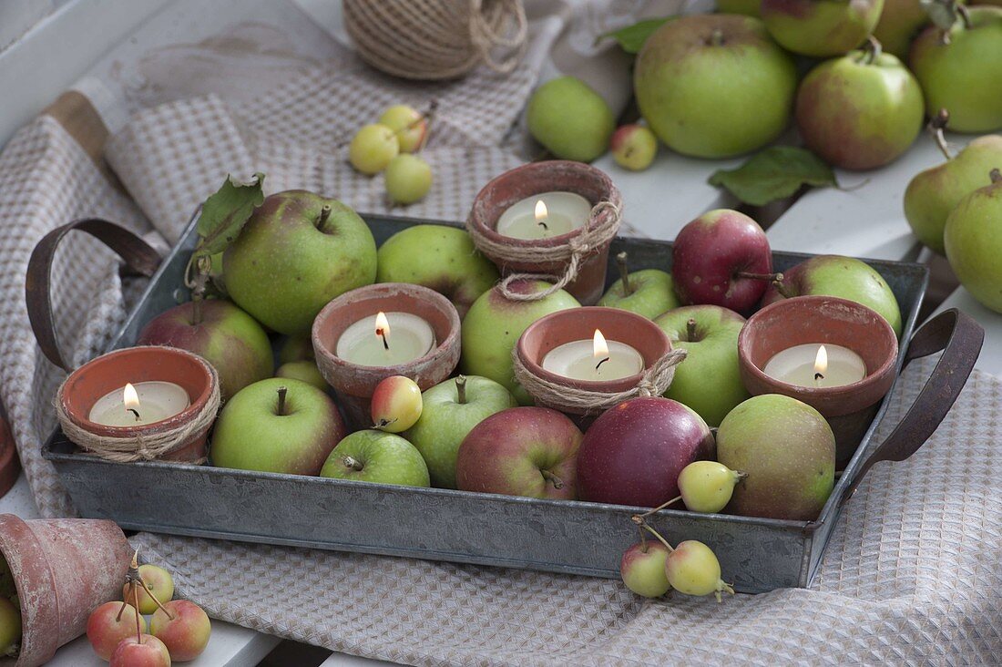 Tablett mit Äpfeln (Malus) und Tontoepfen als Windlichter