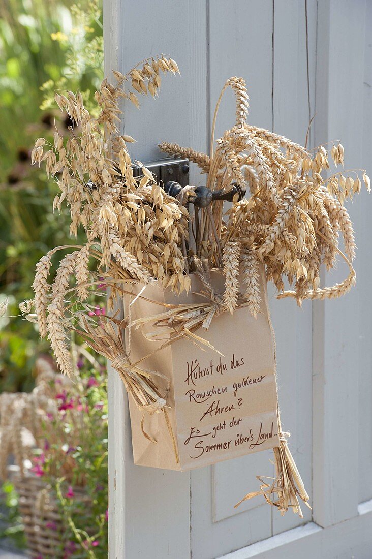 Papiertüte mit Weizen (Triticum) und Hafer (Avena) an Tür gehängt