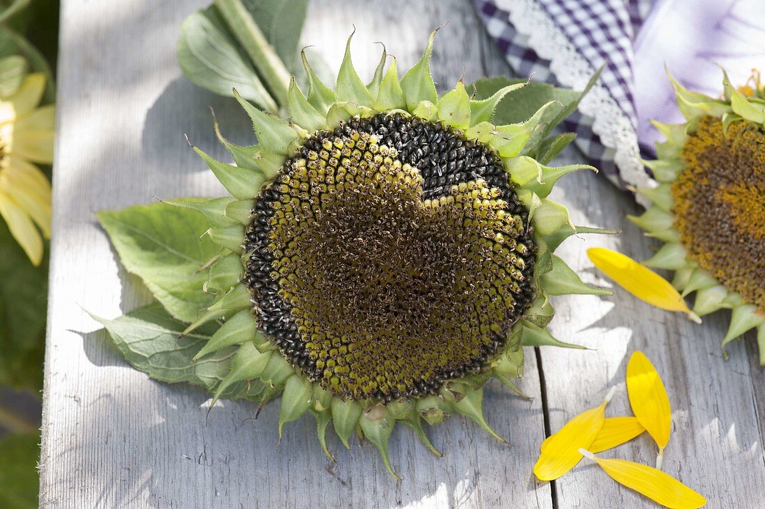 Sunflower heart: faded flower of Helianthus