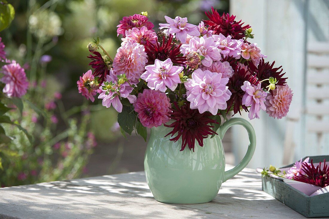 Pink bouquet of Dahlia (dahlias) in a green jar