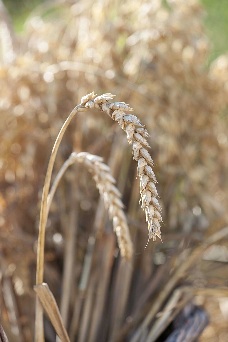 Weizenähren (Triticum)