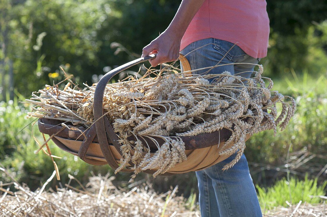 Woman carrying chip basket with freshly cut wheat ears