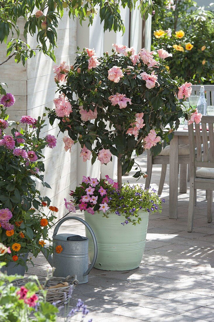 Hibiscus rosa-sinensis 'Annelie' (rose marshmallow) - underplanted with Mandevilla