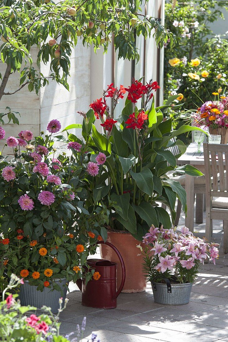 Dahlia (Dahlias), Canna (Indian flower cane), Lilium 'Mount Duckling'.