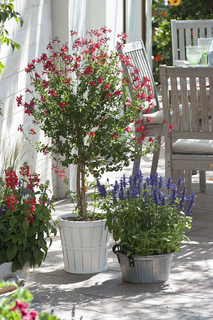 Salbei-Terrasse: Salvia microphylla (Johannisbeersalbei) als Stämmchen