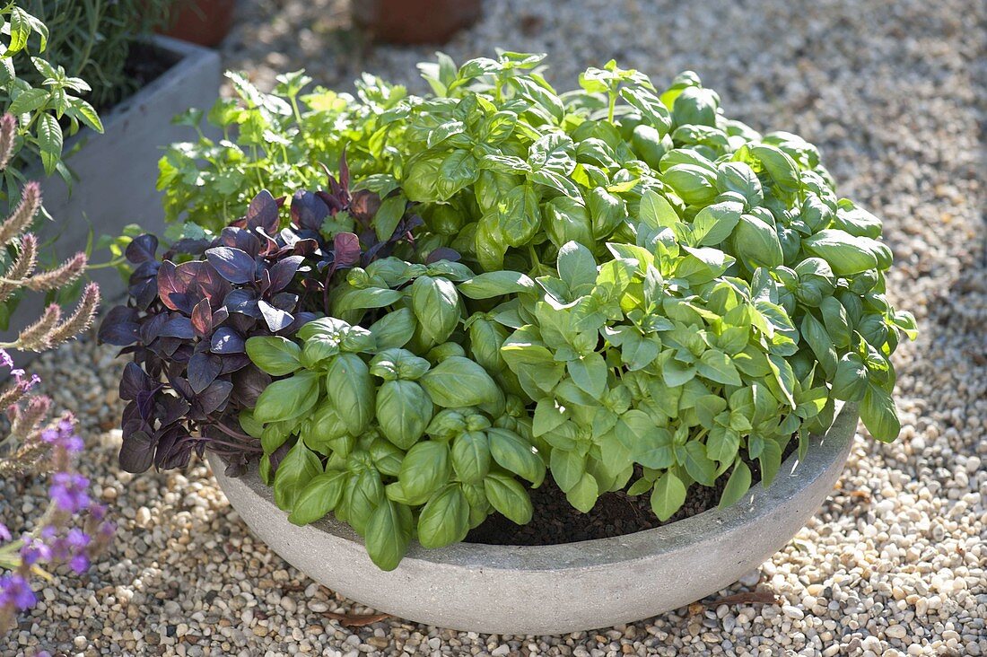 Various basil (Ocimum basilicum) in a grey round bowl