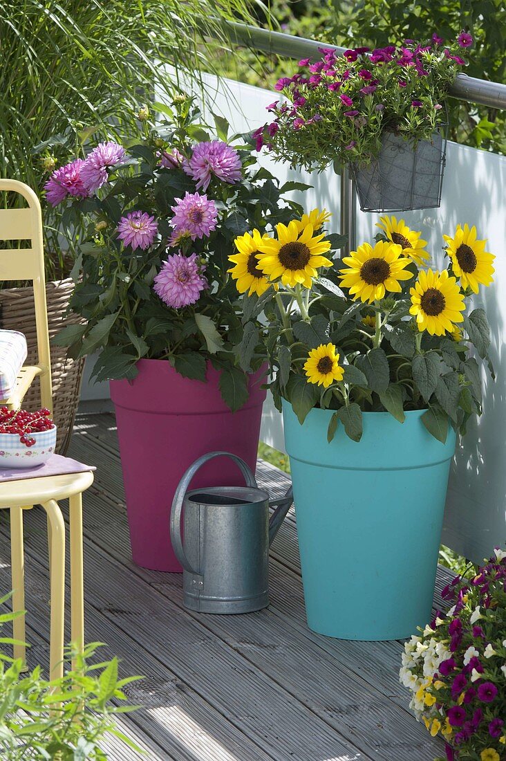 Helianthus (sunflowers) and Dahlia (dahlia) in large plastic pots