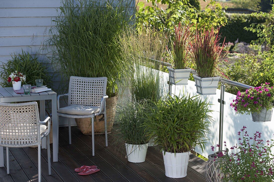 Grey balcony: Miscanthus 'Silver Feather' (Chinese reed), Imperata cylindrica