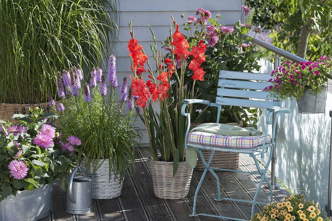 Sommerbalkon mit Dahlia (Dahlien), Liatris (Prachtscharte), Gladiolus