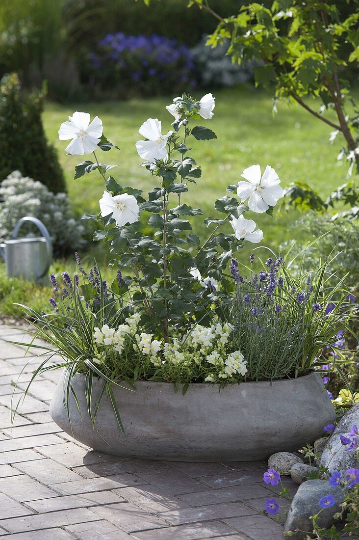 Hibiscus syriacus 'Diana' (White rose marshmallow) in a bowl