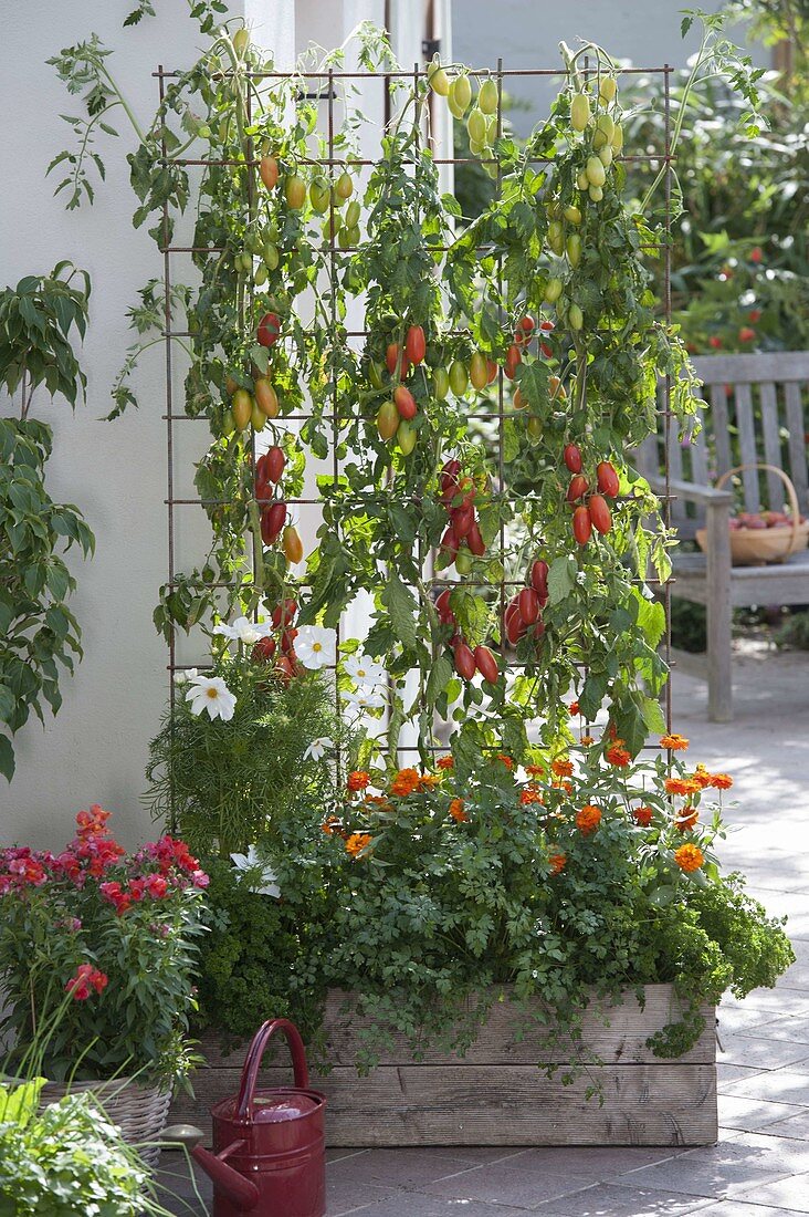 Tomate 'Himmelsstuermer' (Lycopersicon)