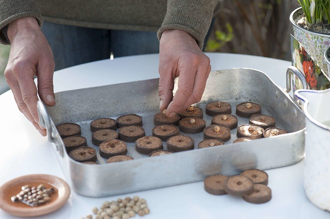 Sowing nasturtium in peat pellets